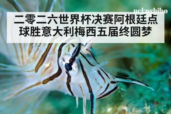 二零二六世界杯决赛阿根廷点球胜意大利梅西五届终圆梦